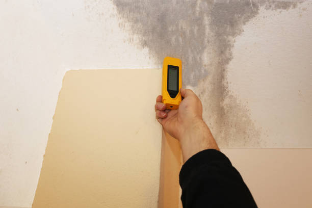 Best Real Estate Mold Inspection  in South Miami Heights, FL